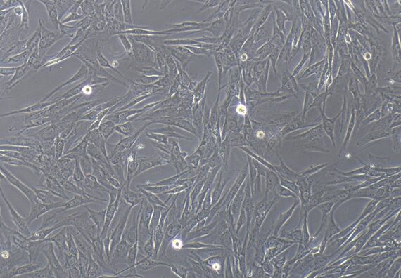 Primary Canine Parotid Gland Cells (PGC)