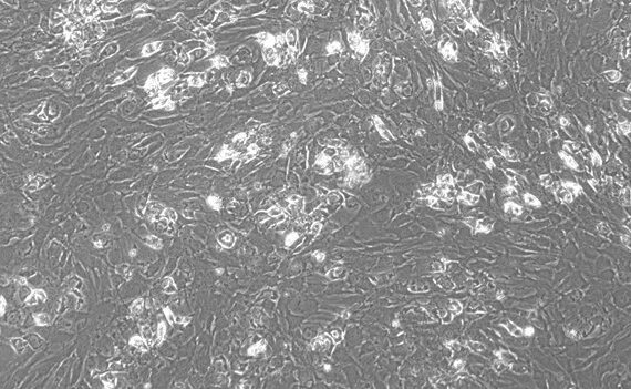 Primary Mouse Conjunctival Goblet Cells (CGC)