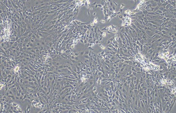 Primary Rat Epididymal Epithelial Cells (EpEC)