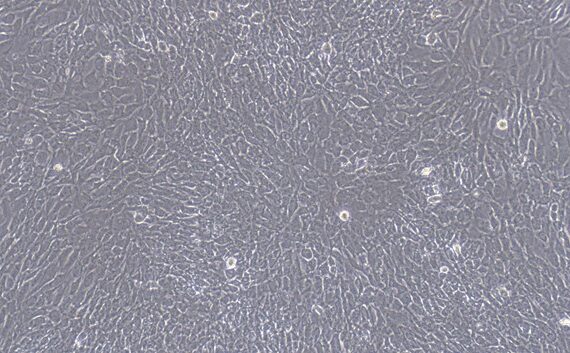 Primary Feline Articular Chondrocytes (AC)