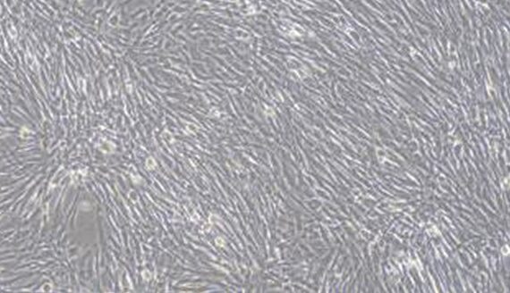 Primary Feline Skeletal Muscle Cells (SkMC)