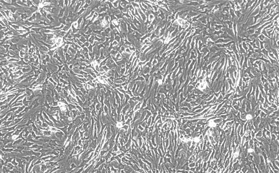 Primary Feline Adult Dermal Fibroblasts (ADF)