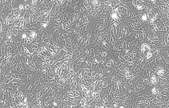 Primary Feline Tracheal Epithelial Cells (TEC)