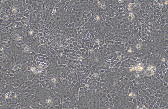 Primary Feline Esophageal Epithelial Cells (EEC)
