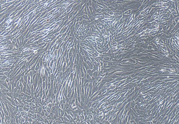 Primary Feline Meningeal Cells (MC)