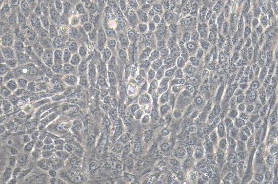 Primary Feline Corneal Epithelial Cells (CEC)