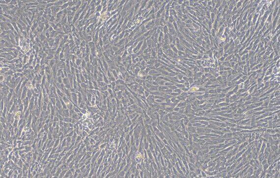 Primary Feline Annulus Fibrosus Cells (AFC)