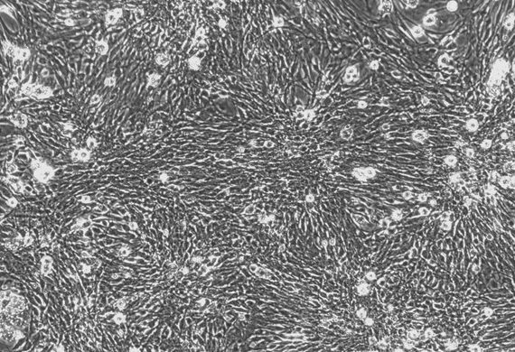 Primary Feline Olfactory Astrocytes (OA)