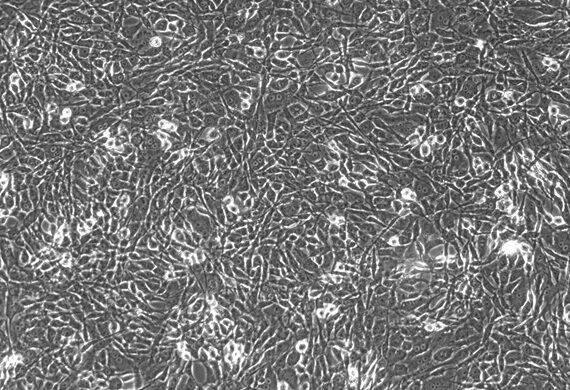 Primary Feline Auricular Chondrocytes (ACC)