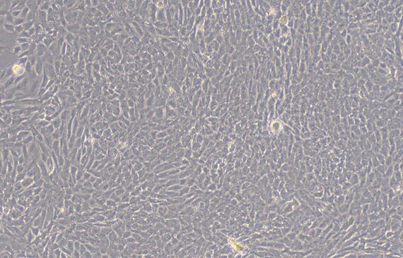 Primary Feline Nucleus Pulposus Cells (NPC)