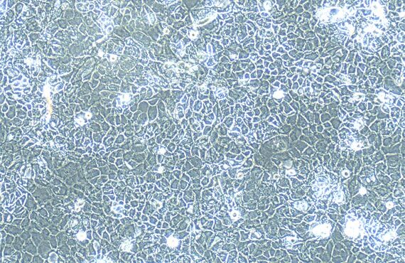 Primary Canine Adult Epidermal Keratinocytes (AEK)