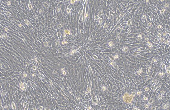 Primary Feline Lingual Muscle Skeletal Muscle Cells (LMSMC)