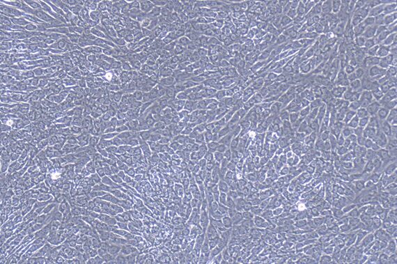 Primary Feline Nasal Mucosal Epithelial Cells (NMEC)
