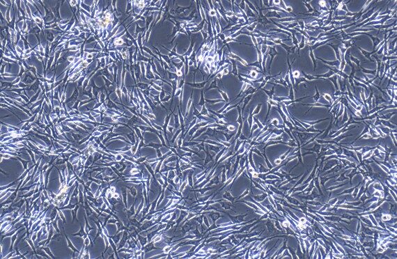 Primary Feline Myocardial Cells (MC)