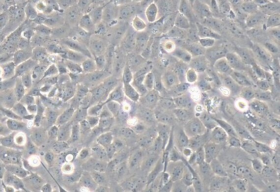 Primary Porcine Corneal Epithelial Cells (CEC)