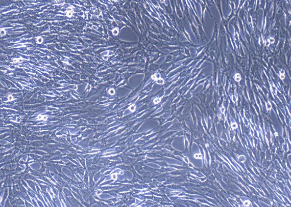 Primary Feline Subcutaneous Preadipocytes (SPrAD)