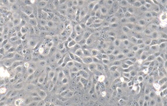 Primary Feline Endometrial Epithelial Cells (EnEC)