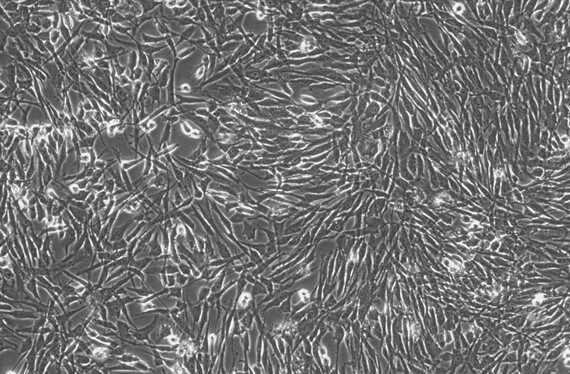 Primary Porcine Meningeal Cells (MC)