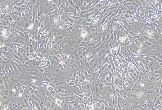 Primary Porcine Urethral Epithelial Cells (UrEC)