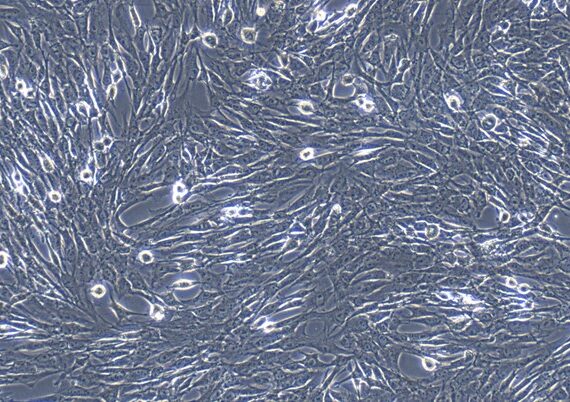 Primary Feline Visceral Preadipocytes (VPA)