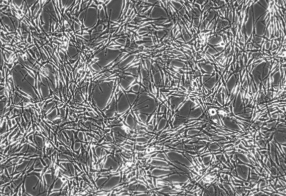 Primary Feline Synovial Cells (SYC)