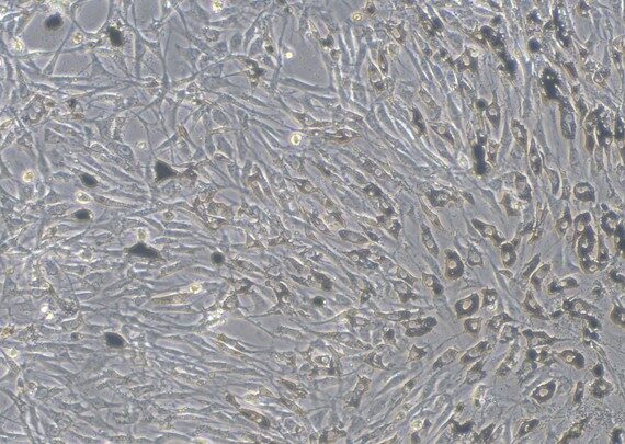 Primary Feline Retinal Pigment Epithelial Cells (RPEC)