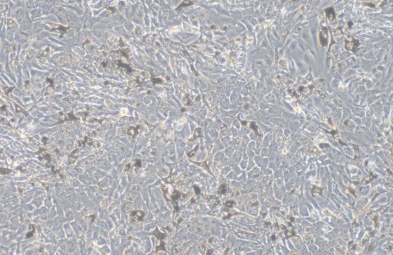 Primary Porcine Retinal Pigment Epithelial Cells (RPEC)