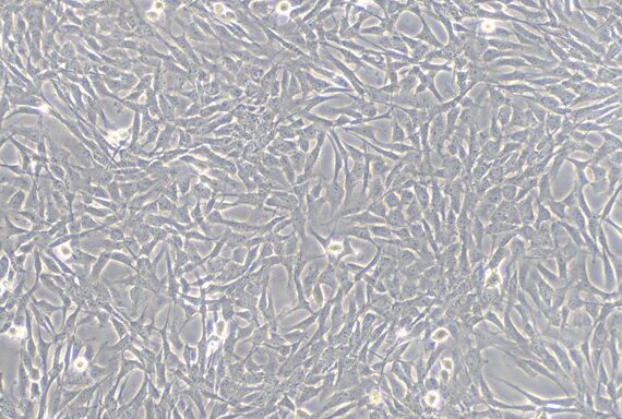 Primary Porcine Pericardial Fibroblasts (PF)