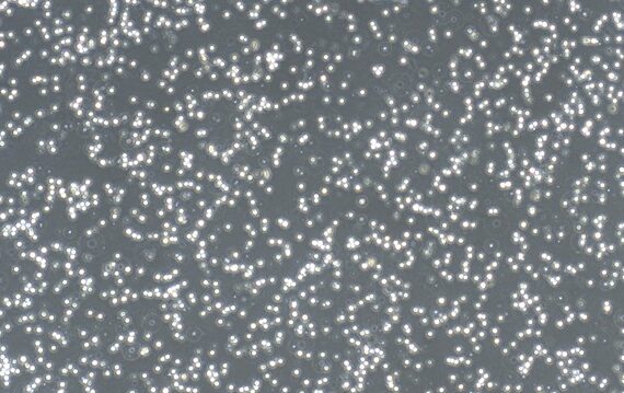 Primary Feline Splenic Mononuclear Cells (SpMC)
