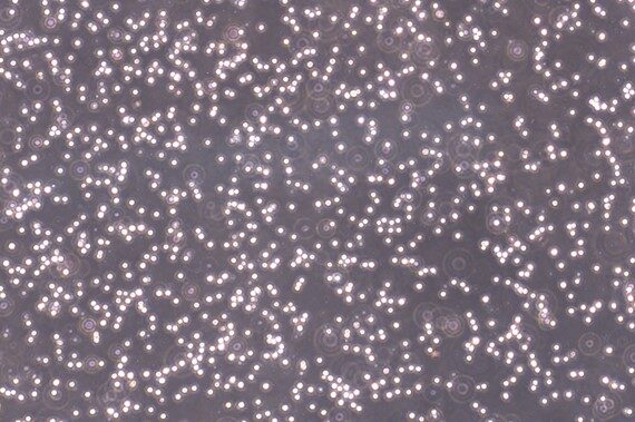 Primary Porcine Splenic Mononuclear Cells (SpMC)