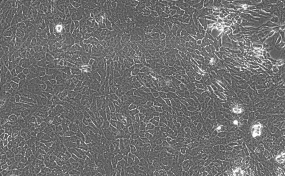 Primary Feline Thymic Epithelial Cells (TEC)
