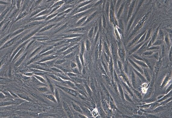 Primary Feline Gingival Fibroblasts (GF)