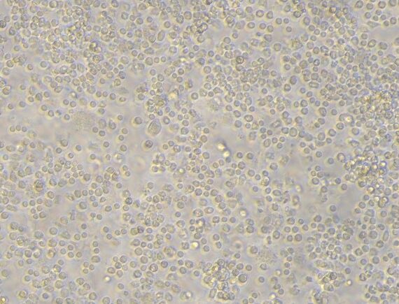 Primary Feline Bone Marrow Mononuclear Cells (BMMC)