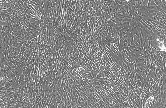Primary Feline Urethral Epithelial Cells (UrEC)
