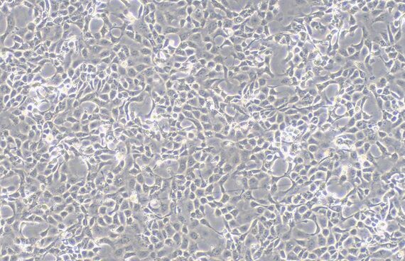 Primary Feline Gastric Epithelial Cells (GEC)