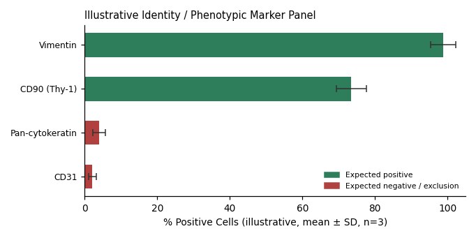 Primary Feline Pancreatic Fibroblasts (PNF) - Image 2
