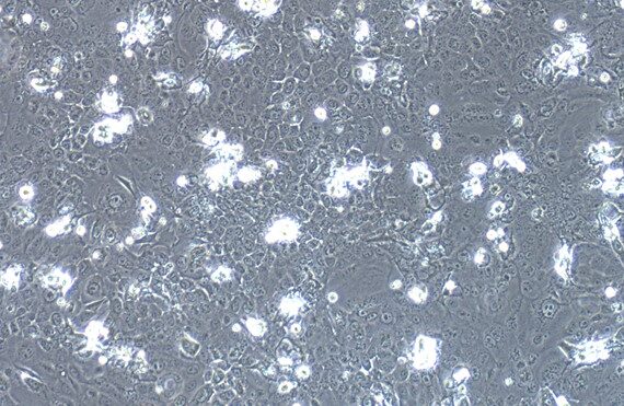 Primary Rat Oral Mucosal Epithelial Cells ( OMEC)