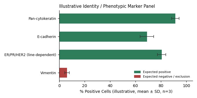 EFM-19 Human Breast Carcinoma Cell Line - Image 2