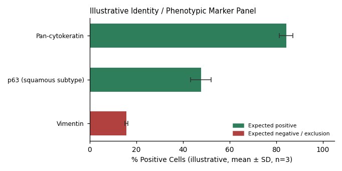 EC109 Human Esophageal Carcinoma Cell Line - Image 2