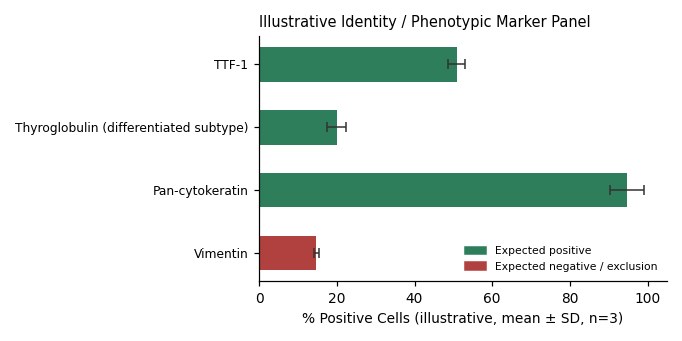 HTC-C3 Human Thyroid Carcinoma Cell Line - Image 2