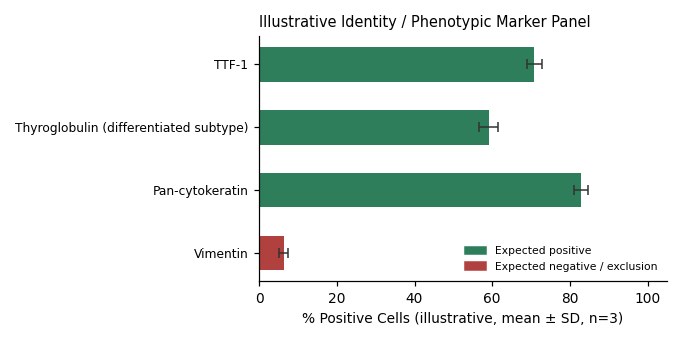 ACT-1 Human Thyroid Carcinoma Cell ( Undifferentiated ) Cell Line - Image 2