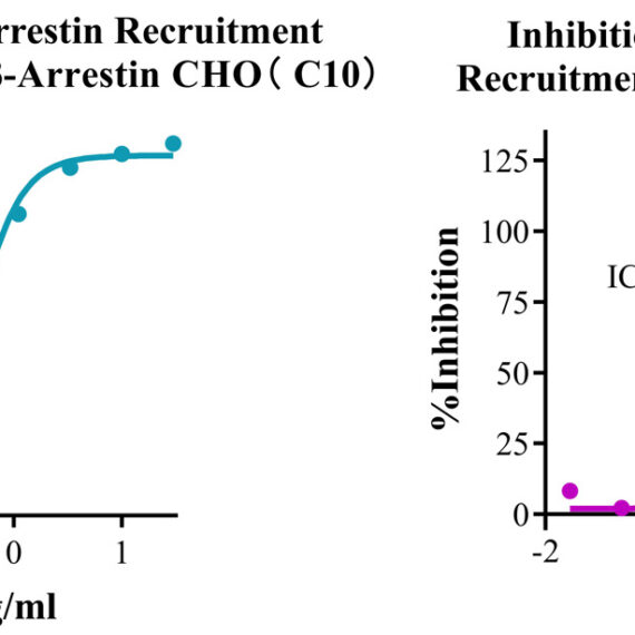 CHO-K1 Human CCR2 Beta-Arrestin Cell Line