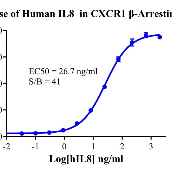 CHO-K1 Human CXCR1 Beta-Arrestin Cell Line
