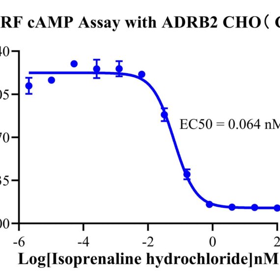 CHO-K1 Human ADRB2 Cell Line