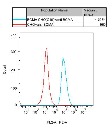 CHO-K1 Human BCMA Cell