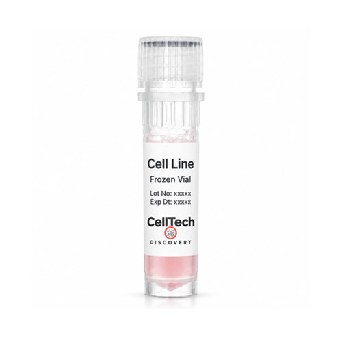 1.1B4 Hybrid Cell Line 1.1B4 For Human Pancreatic Carcinoma Cell Line PANC-1electrofused with Human Pancreatic Islet Primary Adult Cell Line